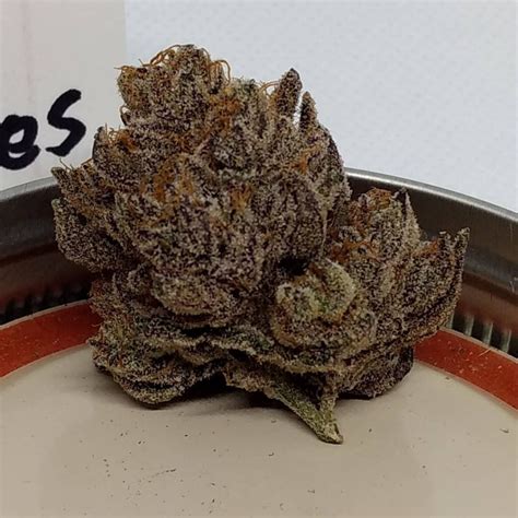 gucci berry dry fruit|gucci berries strain.